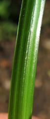Cyperus dubius