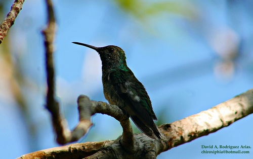 Chrysuronia boucardi