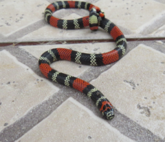 Micrurus altirostris