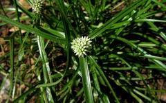 Cyperus dubius