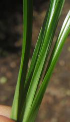 Cyperus dubius