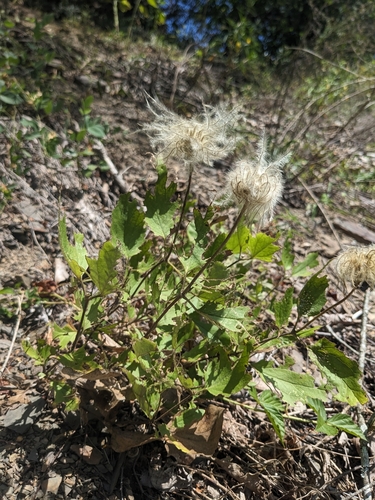 Image of Clematis coactilis by (c) Alaina Krakowiak, some rights reserved (CC BY)