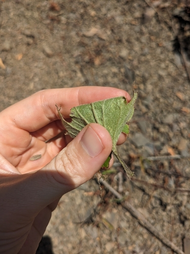 Image of Clematis coactilis by (c) Alaina Krakowiak, some rights reserved (CC BY)
