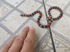 Micrurus altirostris