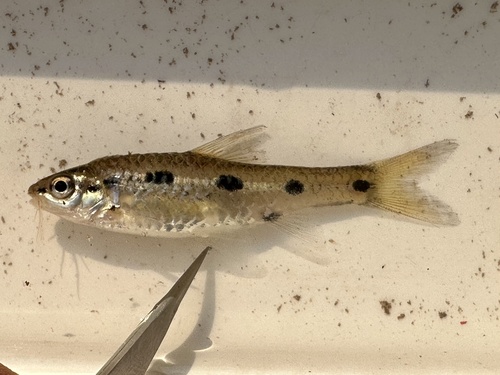 Greenwood's barb (Enteromius greenwoodi) — Cyprinidae