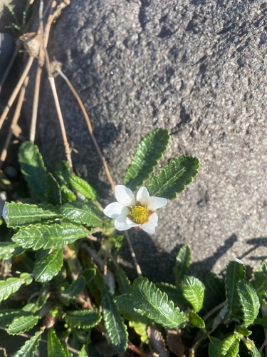 Dryas grandis (Dryas grandis)