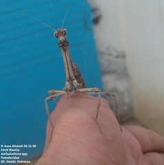 Aethalochroa