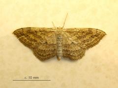 Scopula subobliquata