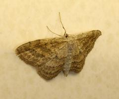 Scopula subobliquata