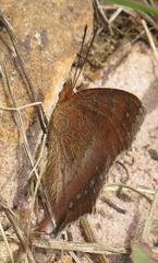 Catacroptera cloanthe cloanthe