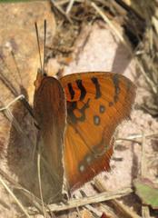 Catacroptera cloanthe cloanthe
