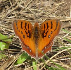Catacroptera cloanthe cloanthe
