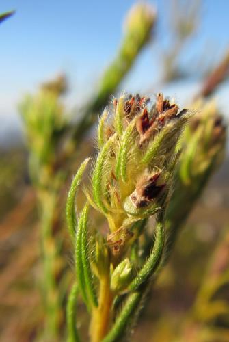 Image of Phylica excelsa by (c) douglaseustonbrown, some rights reserved (CC BY-SA)