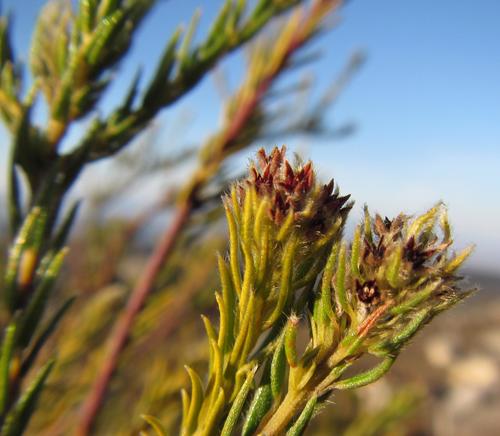 Image of Phylica excelsa by (c) douglaseustonbrown, some rights reserved (CC BY-SA)