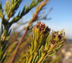 Phylica excelsa papillosa