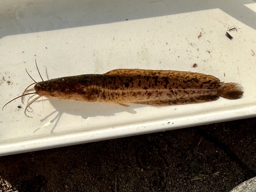 Blotched catfish (Clarias stappersii) — Clariidae — 3
