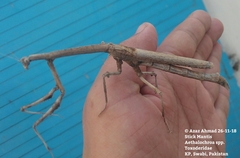 Aethalochroa