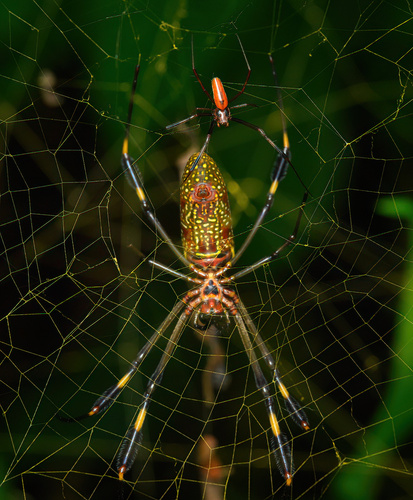 Golden Silk Spider, photo 3 of 8