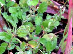 Polycarena silenoides