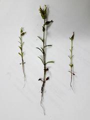 Polycarena silenoides