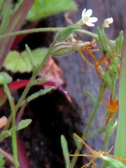 Polycarena silenoides