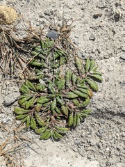 Eriachaenium magellanicum