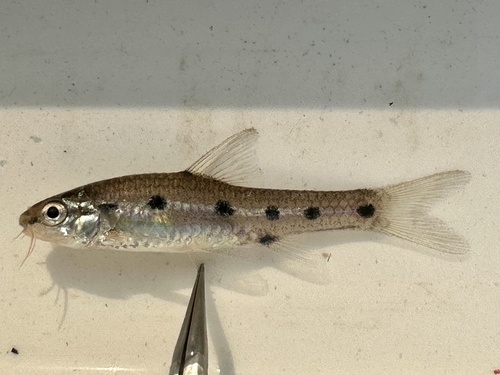 Barotse-barbeel (Enteromius barotseensis) — Cyprinidae