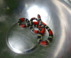 Micrurus altirostris