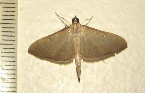 Bradina admixtalis