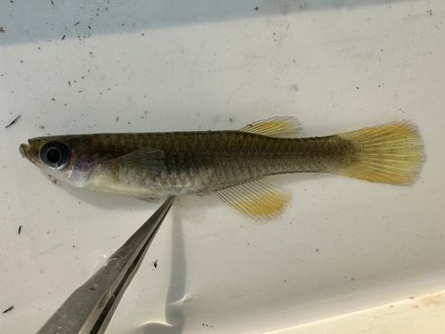 Natal Topminnow