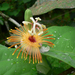 Passiflora pittieri - Photo (c) Natox, some rights reserved (CC BY-SA)