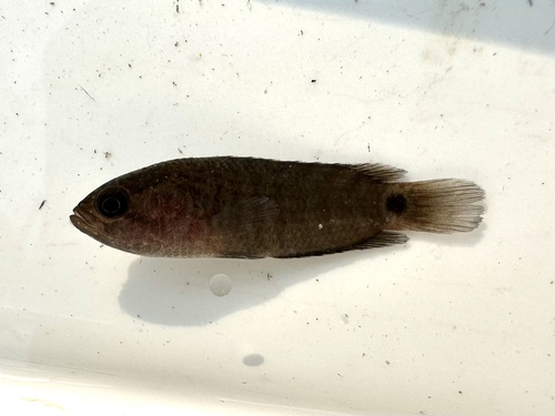 Blackspot Climbing Perch