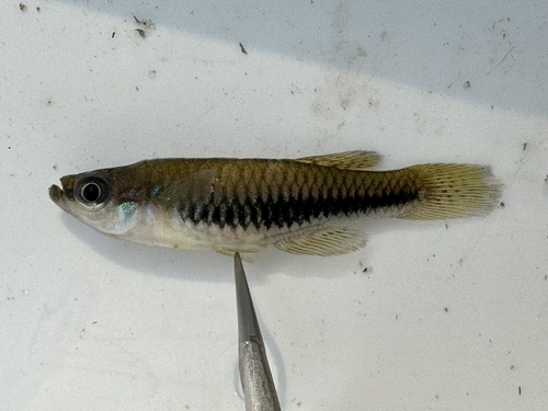 Striped Topminnow