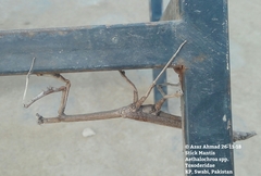 Aethalochroa