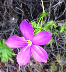 Chironia melampyrifolia