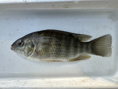 Banded Tilapia