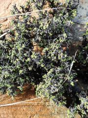 Pelargonium alternans alternans