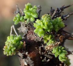 Pelargonium alternans alternans