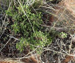 Pelargonium alternans alternans