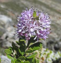 Agathosma venusta