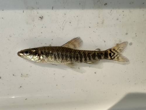 Multibar citharine (Nannocharax multifasciatus) — Distichodontidae