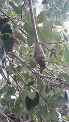 Andricus chrysolepidicola