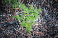 Pteridium esculentum