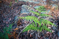 Pteridium esculentum