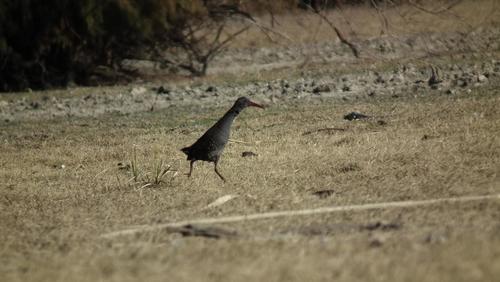 Rallus caerulescens