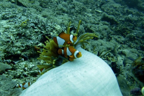Ocellaris Anemonefish — seen at this dive site