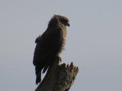 Circaetus fasciolatus