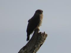 Circaetus fasciolatus
