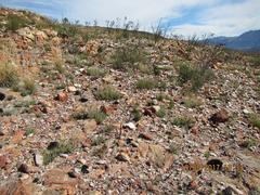 Pseudoselago gracilis