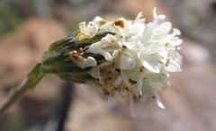 Pseudoselago gracilis